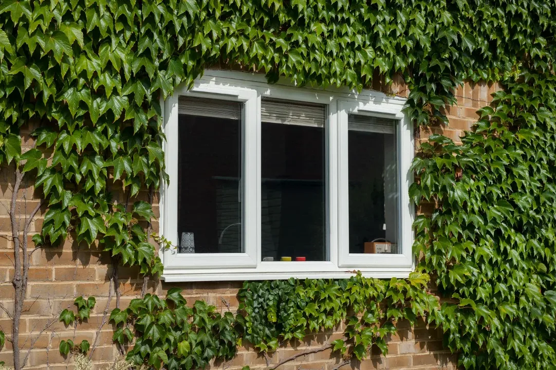 White uPVC casement windows fitted in an ivy-covered brick home